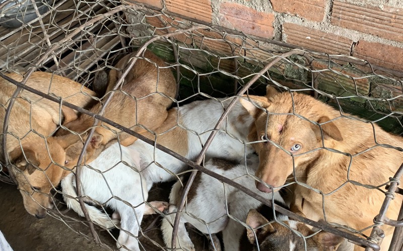Một người dân Nha Trang bỏ tiền túi 24 triệu đồng để giải cứu 31 con chó từ lò mổ