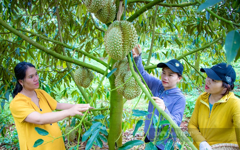 Chính thức công bố danh sách 100 "Nông dân Việt Nam xuất sắc" năm 2022