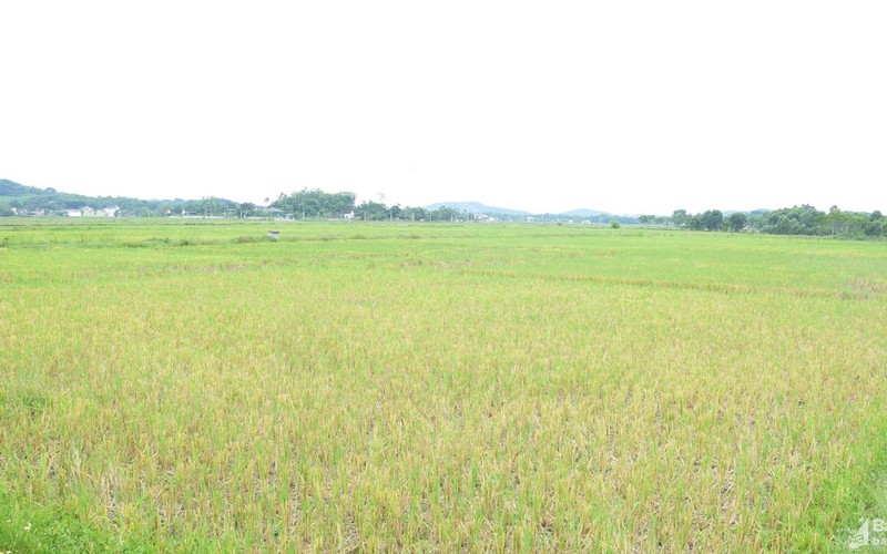 Nghệ An: Vì sao hàng nghìn hecta "bờ xôi ruộng mật" bị bỏ hoang suốt 7 tháng trời?