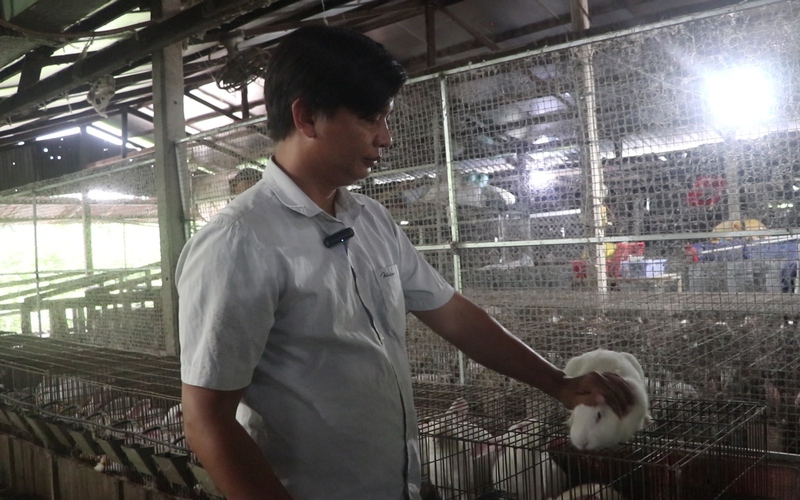 Video: Cử nhân đại học thu hàng trăm triệu đồng mỗi tháng từ mô hình HTX nuôi thỏ sạch