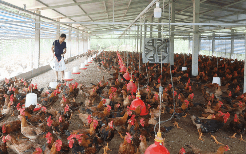 Giá gia cầm tăng, giá gà thịt lên hơn 70.000 đồng/kg, nông dân phấn khởi tăng đàn
