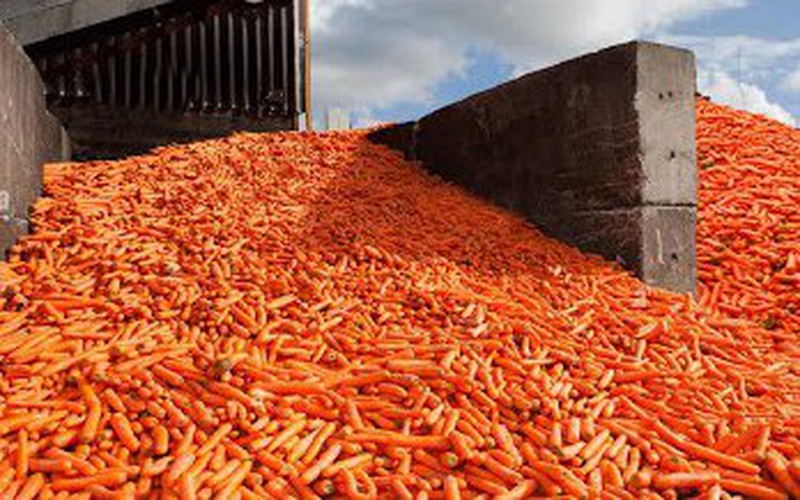 Quy trình trồng, thu hoạch và chế biến nước ép cà rốt trong nhà máy