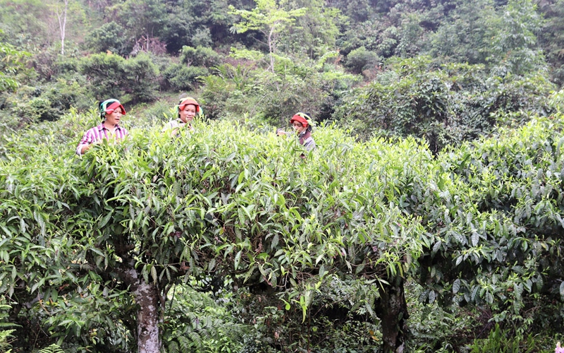 Thứ cây cổ thụ chả phải bón phân, đều đều mỗi năm mang về 12 tỷ cho nông dân xã này ở Hà Giang