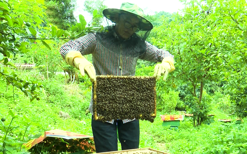 Nuôi ong lấy mật theo hướng sản xuất hàng hóa, nông dân Lai Châu có thu nhập khá