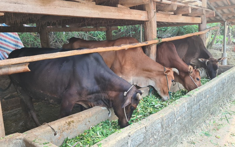 Sơn La: Chủ động phòng chống dịch bệnh trên đàn gia súc