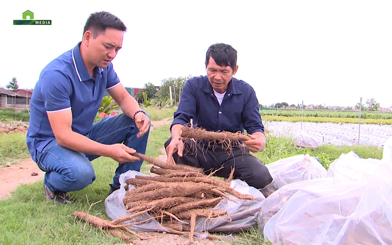 Trồng loại củ cùng họ khoai sắn, nông dân Hải Dương thu lời gấp đôi cà rốt