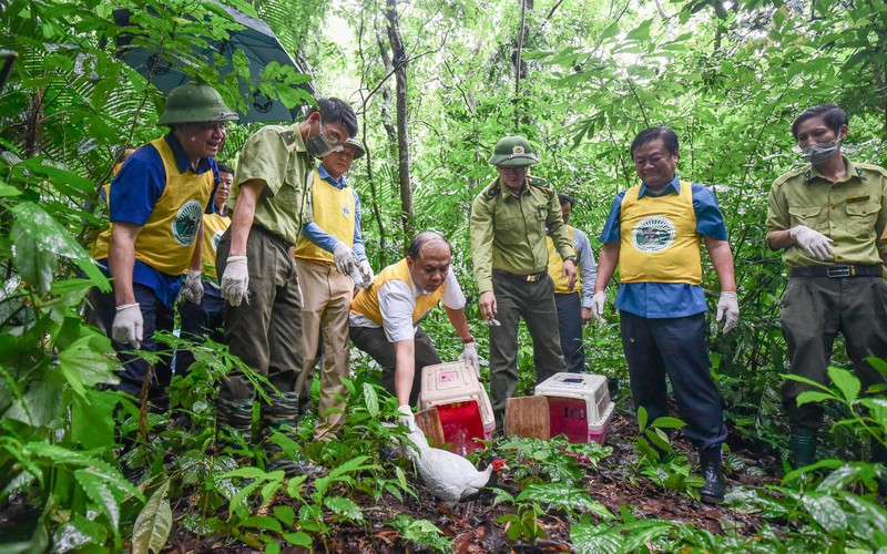 Bộ trưởng Lê Minh Hoan tham gia tái thả 4 con gà lôi trắng, 1 con trăn hoa về rừng
