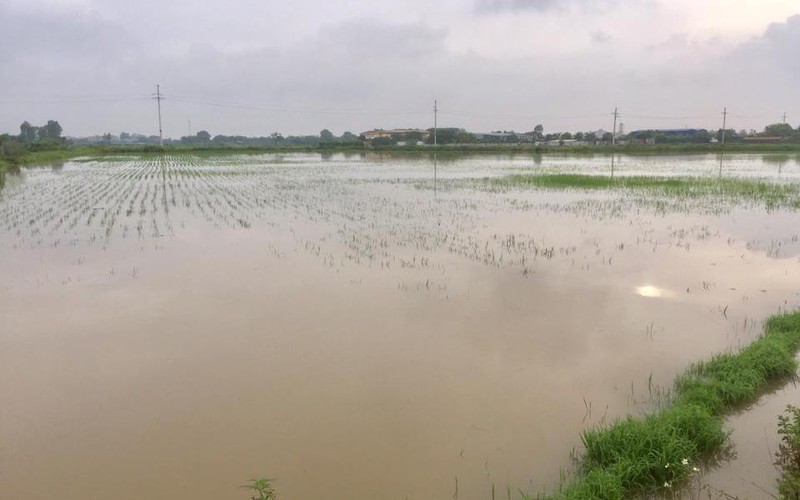 Huyện Thường Tín tập trung khắc phục hậu quả cơn bão số 2
