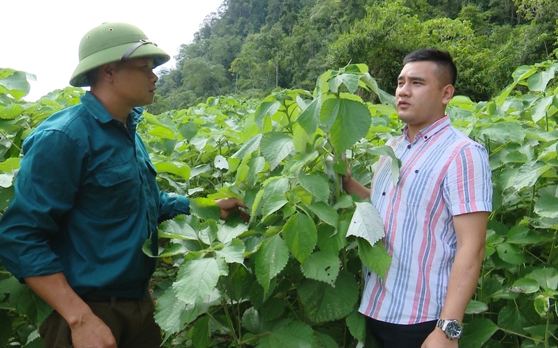 Cây gai xanh mang lại hiệu quả cao cho nông dân Sơn La