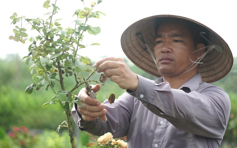 "Hô biến" hoa hồng thành bonsai tiền triệu, anh nông dân thu lời hàng trăm triệu đồng mỗi năm