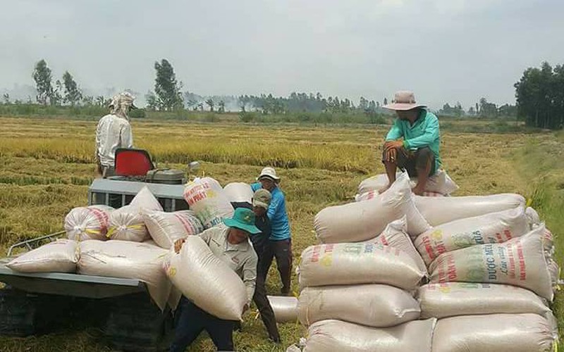 Nông dân trồng lúa đi mua phân bón, đến nơi mới giật mình bị hụt tiền, vì sao vậy?