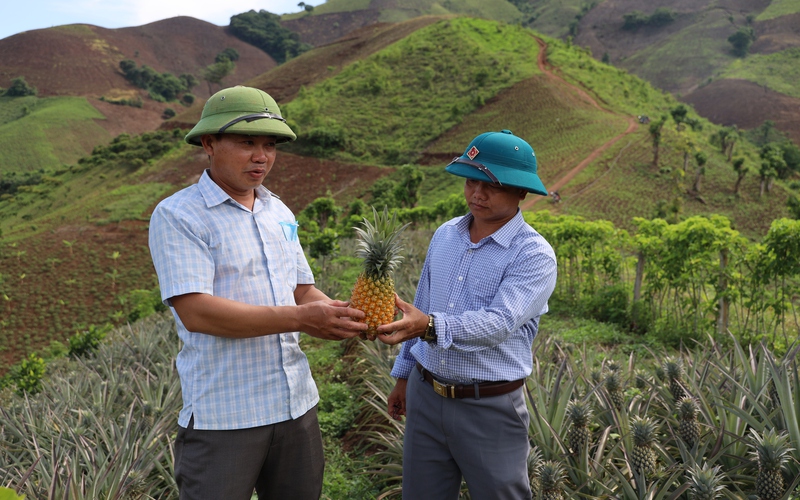 Nông dân Tây Bắc: Từng bước làm giàu nhờ cây dứa