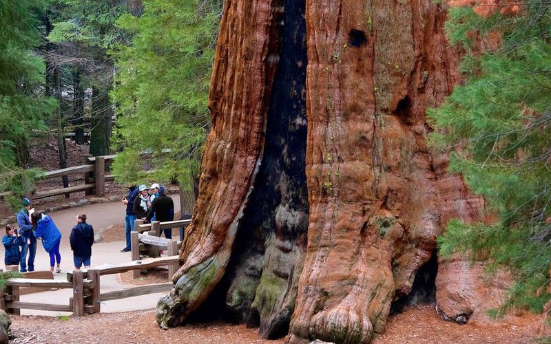 Chiêm ngưỡng loài cây gần 3.000 năm tuổi và được suy đoán nặng... 2.800 tấn