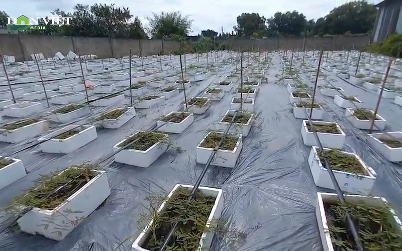 Video: Vườn rau nhút trồng trên cạn bằng công nghệ cao cho chất lượng tuyệt hảo của nữ nông dân Sài thành 