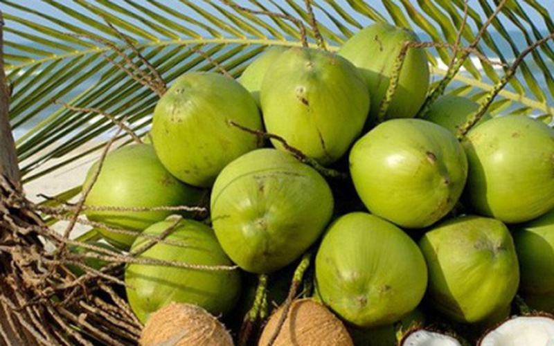 Cơ hội nào cho sản phẩm dừa Việt Nam "bén rễ" thị trường Australia