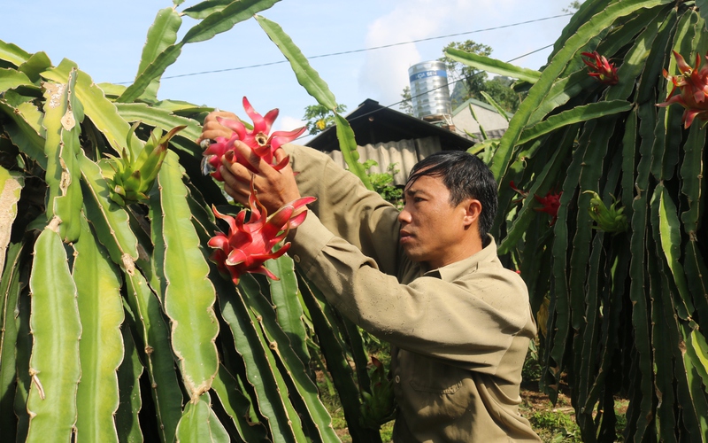 Một ông Giám đốc HTX ở Sơn La với bí quyết trồng thanh long cho ra trái theo ý mình