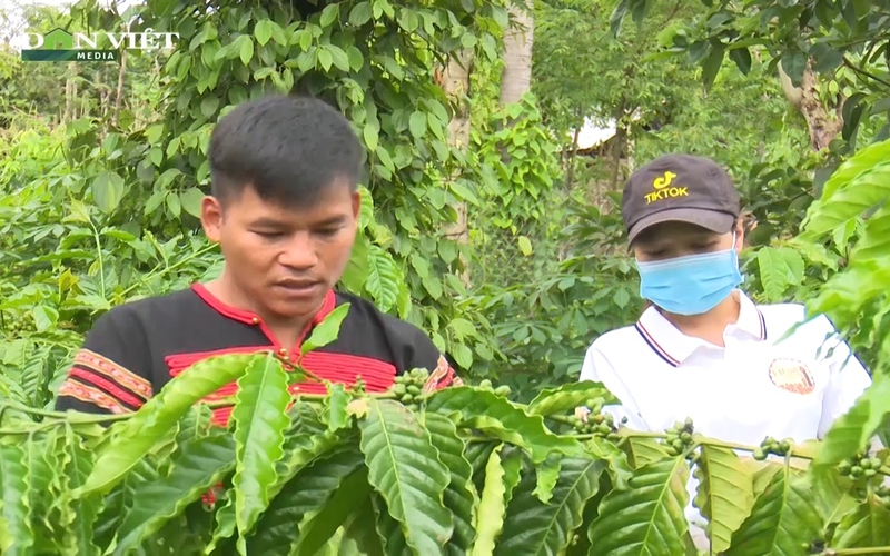 Chàng thanh niên Ê Đê bỏ nghề bác sĩ về làm cà phê, trở thành Nông dân Việt Nam xuất sắc 2022