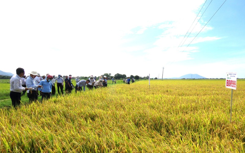 Nông dân Khánh Hòa trồng giống lúa mới, năng suất vượt trội, kháng sâu bệnh