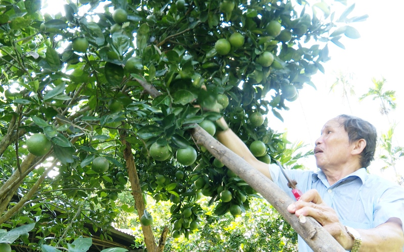 Quảng Nam: Trồng toàn cây ăn quả, lão nông xứ Tiên năm đút túi 100 triệu đồng
