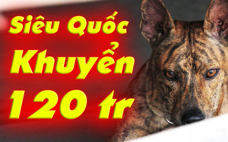 Thu nhập 600tr từ nghề nuôi chó Phú Quốc ở thành phố
