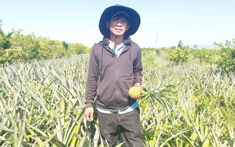 Trồng đủ thứ cây ăn trái mời du khách vào thưởng thức, ông nông dân Quảng Nam thu hàng trăm triệu đồng