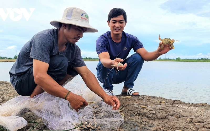 Học nghề nuôi tôm cua, nông dân Cà Mau tăng thu nhập gấp đôi so với cách nuôi truyền thống