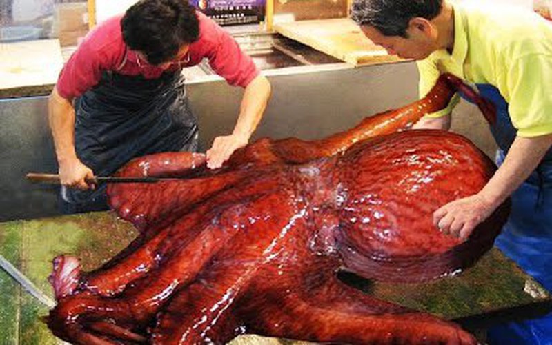 Quy Trình Bắt Và Xử Lý Bạch Tuộc Khổng Lồ Ở Nhật Bản | Dân Việt