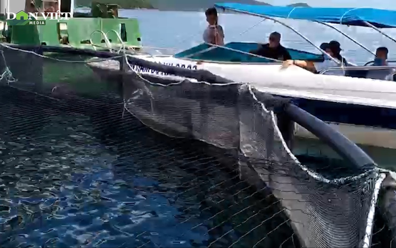 Ngư dân “hái ra tiền” nhờ nuôi thủy sản bằng lồng HDPE