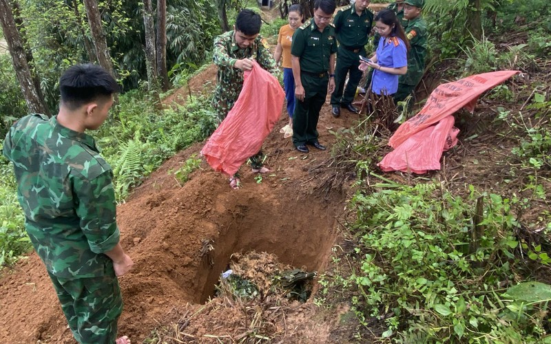 Tiêu hủy gần 70kg thực vật nghi Sâm Lai Châu