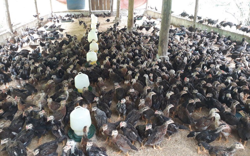 Nông dân thi đua sản xuất kinh doanh giỏi ở Bảo Yên, đã xuất hiện nhiều mô hình thu nhập cao