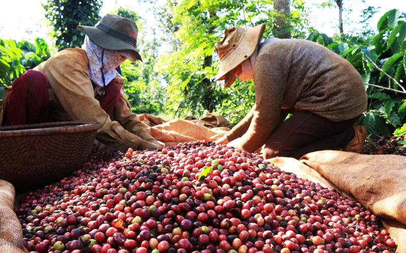 Việt Nam còn 500.000 tấn cà phê xuất khẩu trong quý 3, bán cho thị trường nào nhiều nhất?