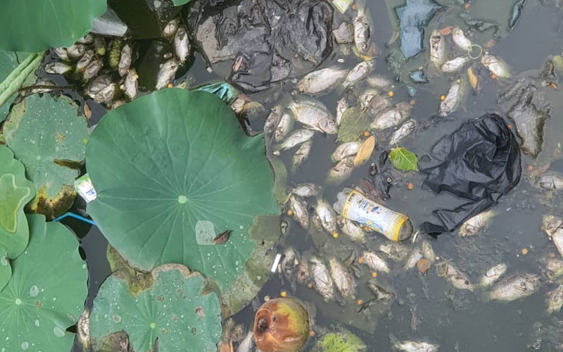 Bất ngờ lý do khiến cá chết hàng loạt ở hồ sinh thái nổi tiếng Quy Nhơn