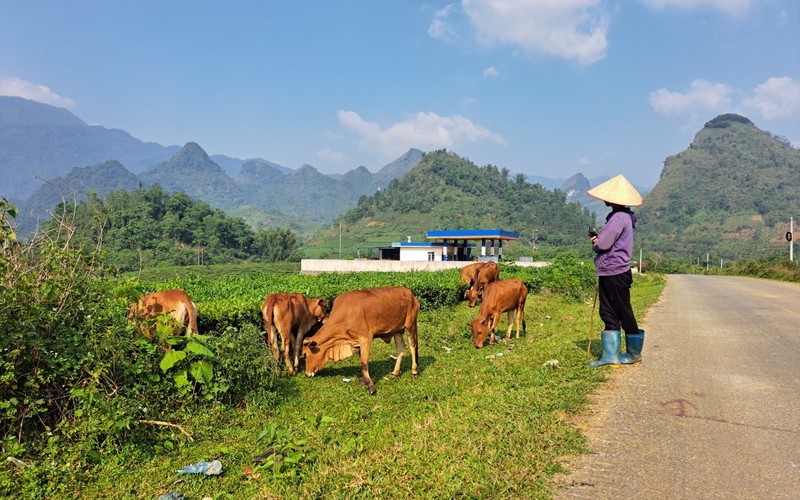 Phát triển đàn gia súc theo hướng hàng hoá ở Tam Đường