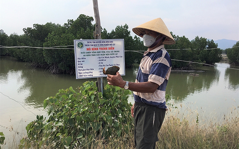 Nuôi chung tôm, cua, cá trong ao nước có cây ngập mặn ở Bình Định, bắt con nào lên cũng bán đắt hàng