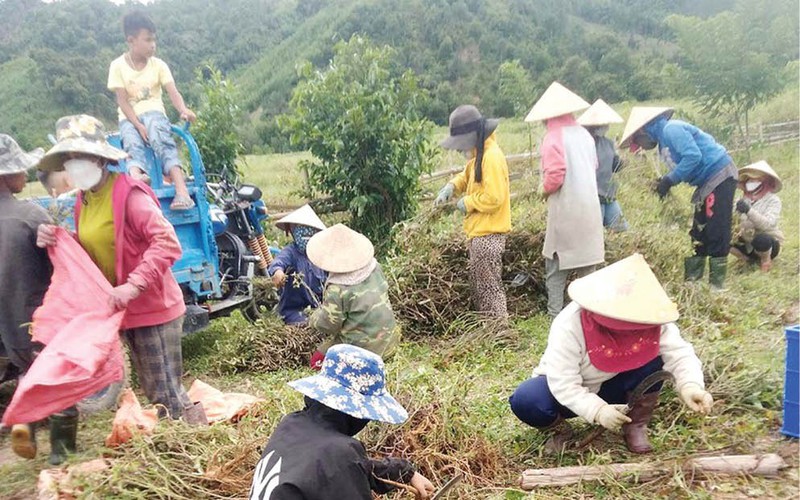 Nông dân A Lưới háo hức lên đồi đi đào một loại củ sâm lần đầu tiên trồng thành công