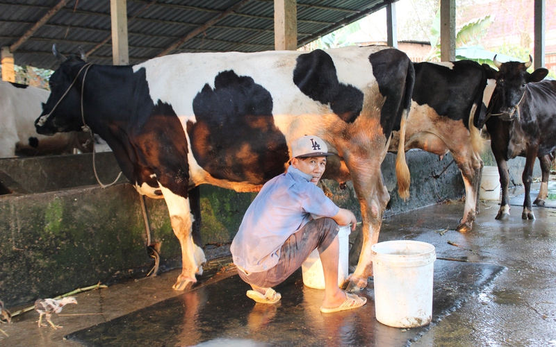 Bỏ nuôi bò sữa truyền thống, nhà nông Hóc Môn thu lãi đều đặn