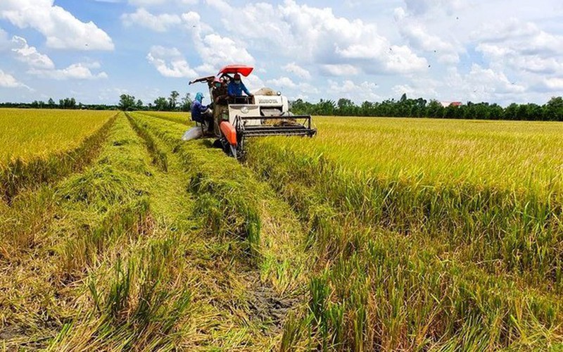 “Cánh đồng lớn” mà không lớn