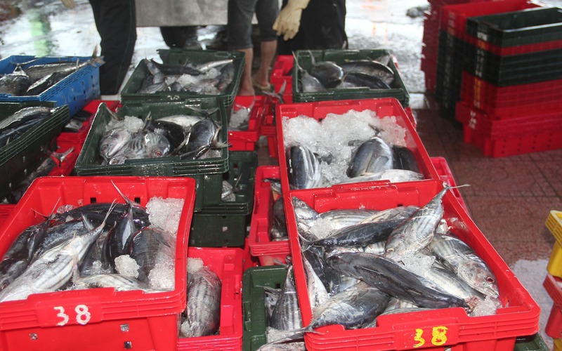Hầm tàu cá ngư dân Bình Định “chật ních” cá ngừ sọc dưa, mỗi tàu chở hàng chục tấn cập bờ