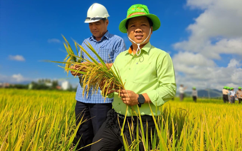 Giống lúa mới của ThaiBinh Seed tạo sức hút khi đến với xứ sở hoa vàng