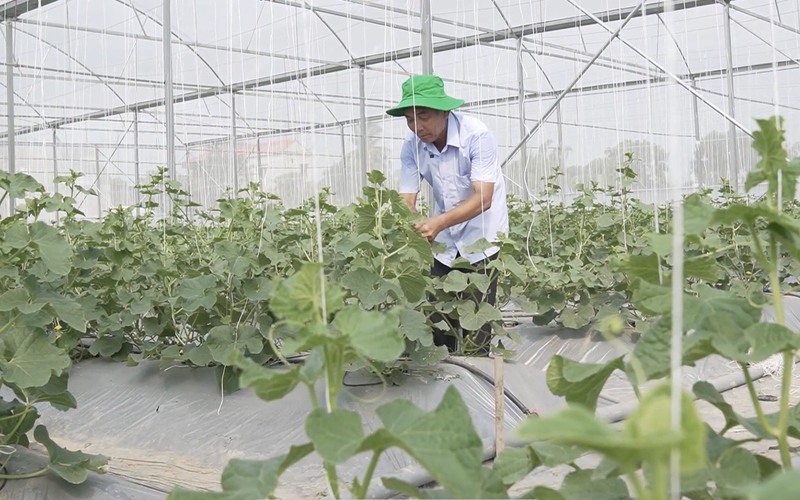 Sử dụng phân bón hiệu “ba nhành lá cọ” nông dân Cố Đô phấn khởi vì năng suất cao