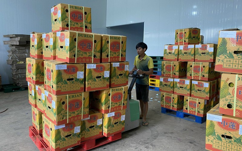 Lần đầu tiên Lâm Đồng xuất khẩu chính ngạch 70 tấn sầu riêng sang Trung Quốc