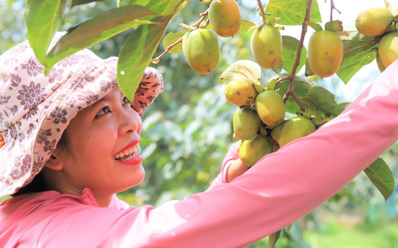 Thứ cây đặc sản khó nhân giống, ở Hà Tĩnh trước dân vặt trái ăn cho vui, nay nhà nào trồng là giàu