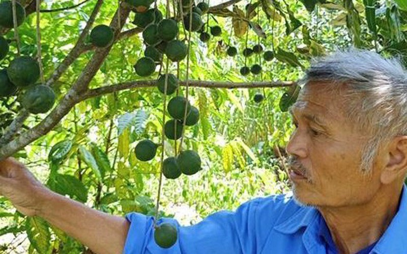 TT-Huế: Nghiên cứu phát triển cây mắc ca để nâng cao thu nhập cho người dân