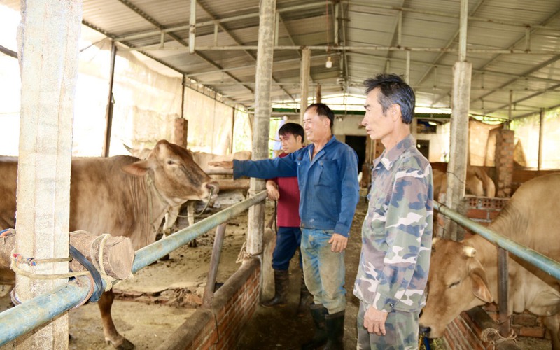 Quỹ Hỗ trợ nông dân giúp nhà nông Đăk Lăk liên kết nuôi bò sinh sản