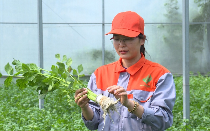 Nông dân Việt Nam xuất sắc 2022 đến từ Bắc Ninh là tỷ phú trồng rau công nghệ cao