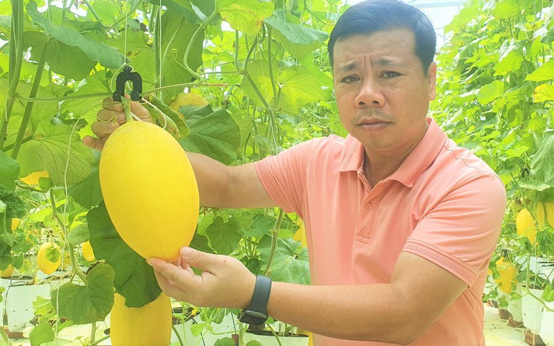 Biến đất hoang thành trại dưa vàng óng, trái nào cũng to đẹp, ai đi qua nơi này ở Nghệ An cũng trầm trồ