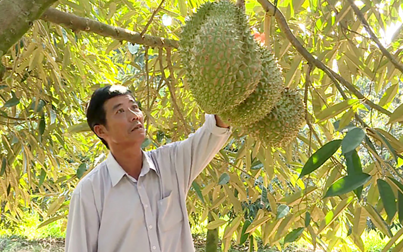 Giá loại trái cây "vua" tăng vọt sau khi Trung Quốc chấp thuận 76 mã số vùng trồng, cơ sở đóng gói