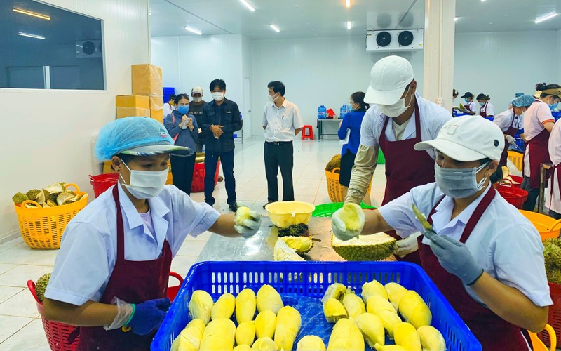 Doanh nghiệp Đắk Lắk tiết lộ gì khi mã số vùng trồng, cơ sở đóng gói sầu riêng được chấp thuận sang Trung Quốc?