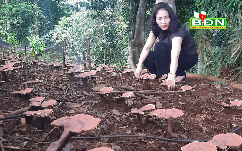 Trồng nấm dược liệu quý dưới tán rừng "bỏ túi" hàng trăm triệu, mô hình lạ mà hay ở Đắk Nông