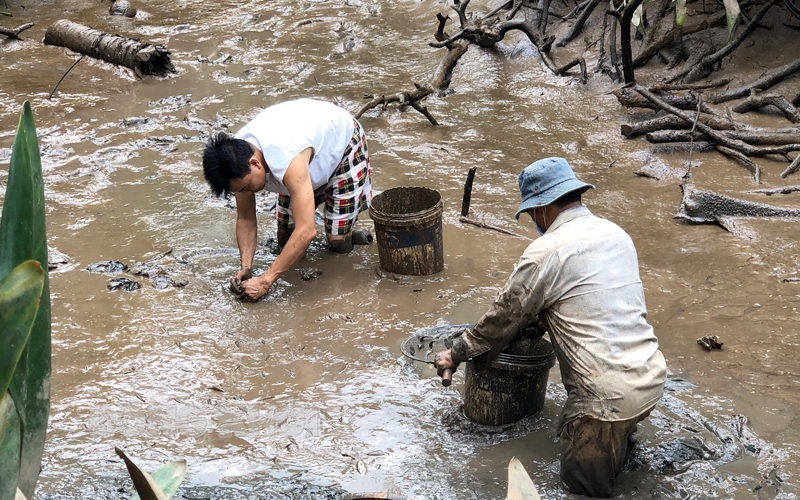 Xổ đập ngày Tết ở miền Tây, bắt tôm càng xanh to bự lên kho tàu làm cơm cúng ông bà, tổ tiên